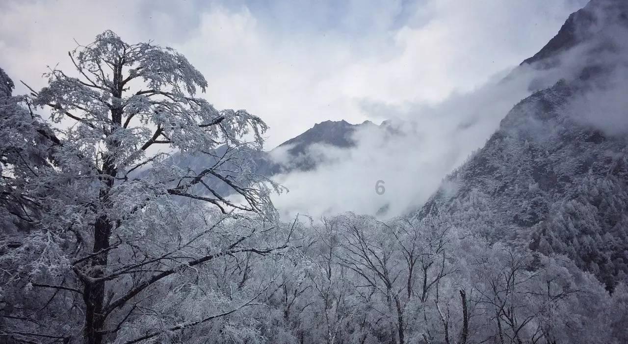 拯救枯树